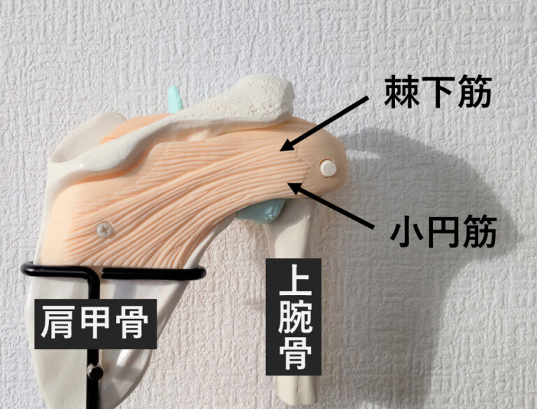 肩の腱が切れた!腱板断裂とは?専門医が解説 | 肩の痛みの話