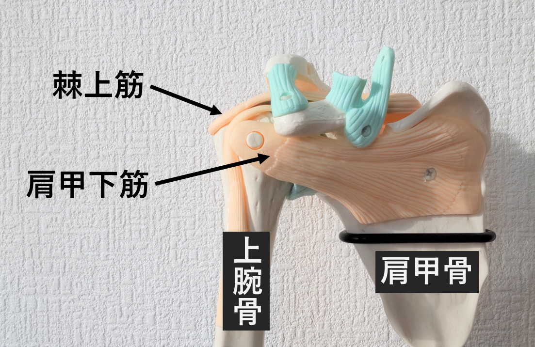 肩の腱が切れた!腱板断裂とは?専門医が解説 | 肩の痛みの話